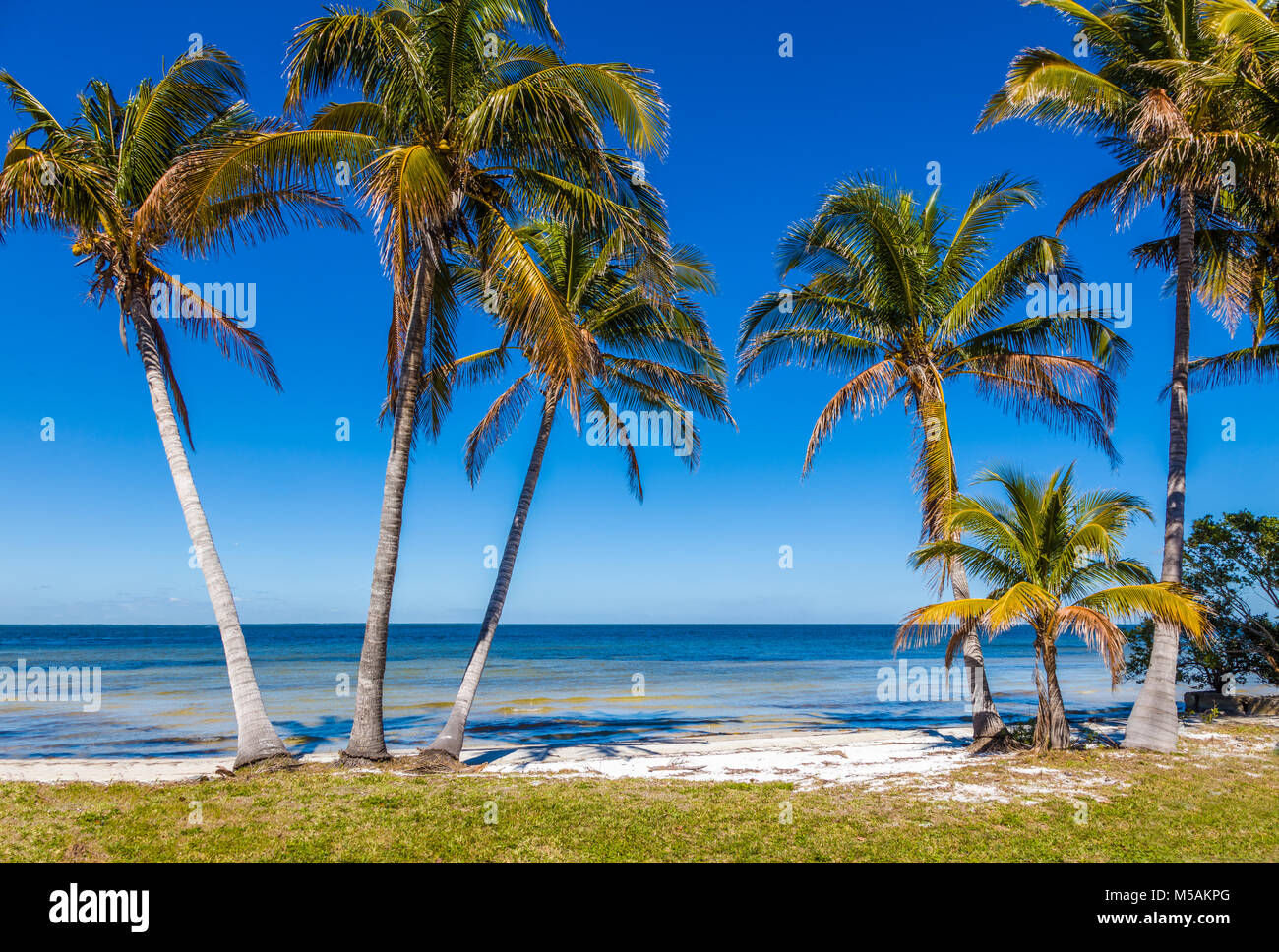 Palme sul Golfo del Messico in Bokeelia su Pine Island Florida Foto Stock