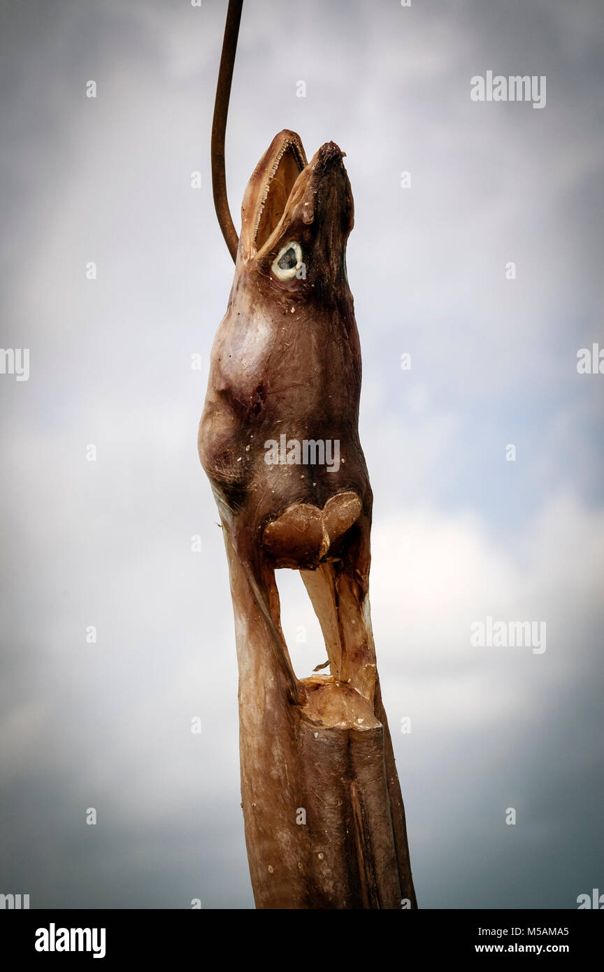 Anguilla essiccazione in aria su un gancio sulla costa vicino a una capanna di pesca. Foto Stock