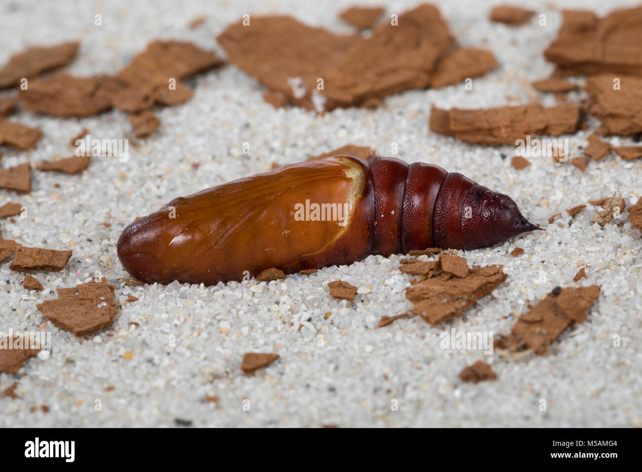 Nachtkerzenschwärmer, Nachtkerzen-Schwärmer, Puppe, Proserpinus proserpina, Willowherb Hawkmoth, pupa, crisalidi, Le Sphinx de l'épilobe Sphinx de l'oenot Foto Stock