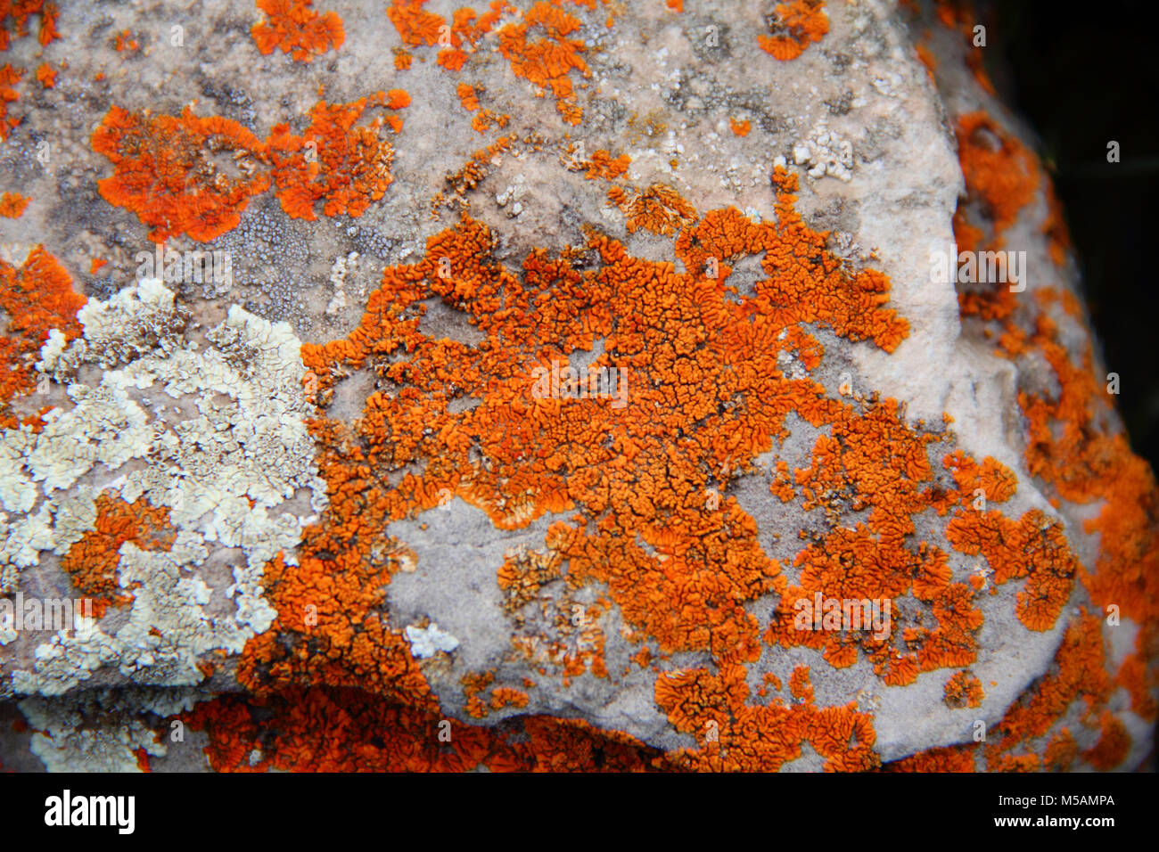 Immagine della rugosità colorati testura sabbiosa Foto Stock