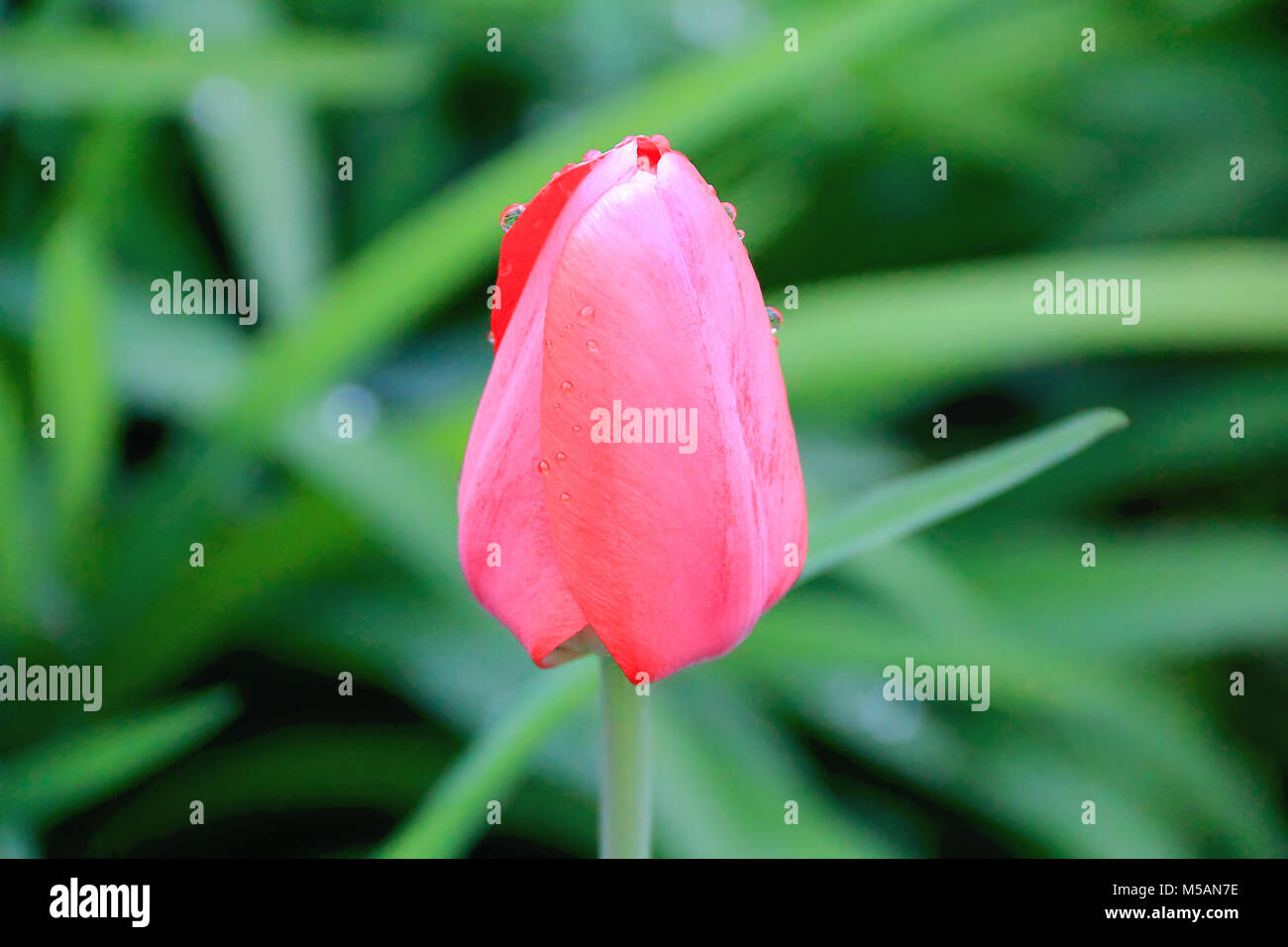 Immagine di un unico tulip su sfondo verde Foto Stock