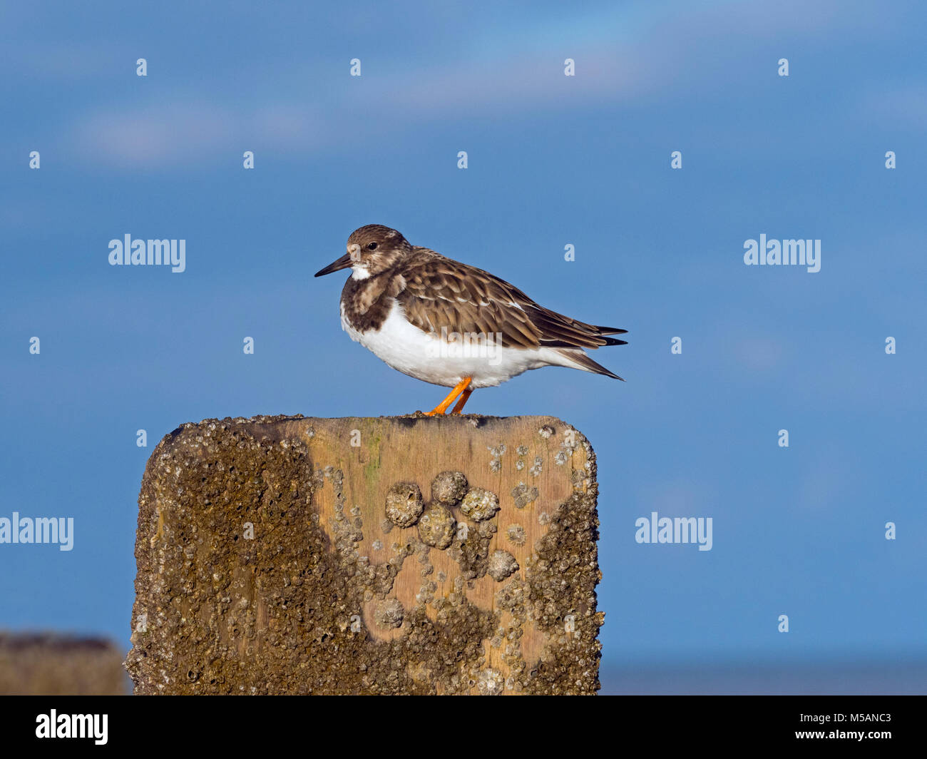 Turnstones Arenaria interpres poggiante sulla struttura di frangionde con alta marea Norfolk; Foto Stock
