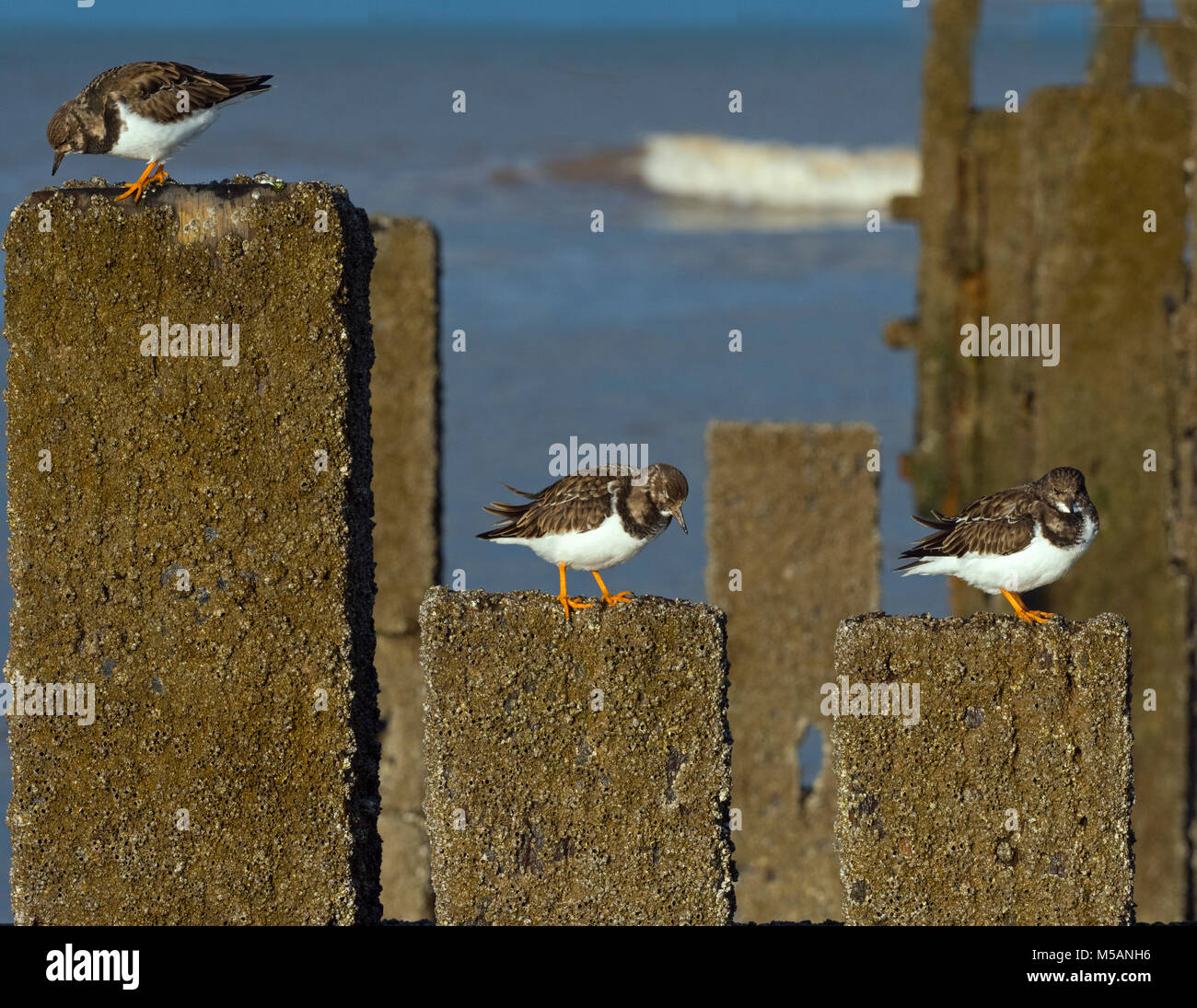 Turnstones Arenaria interpres poggiante sulla struttura di frangionde con alta marea Norfolk; Foto Stock