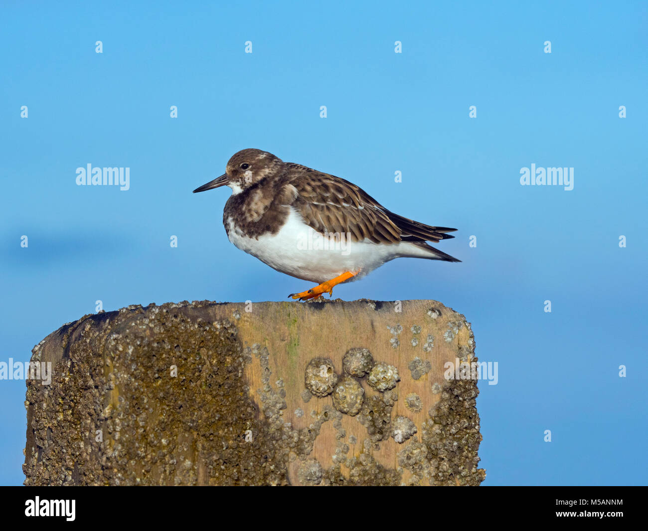 Turnstones Arenaria interpres poggiante sulla struttura di frangionde con alta marea Norfolk; Foto Stock