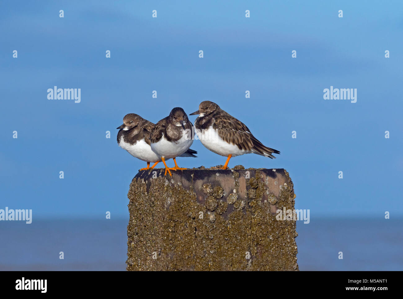 Turnstones Arenaria interpres poggiante sulla struttura di frangionde con alta marea Norfolk; Foto Stock