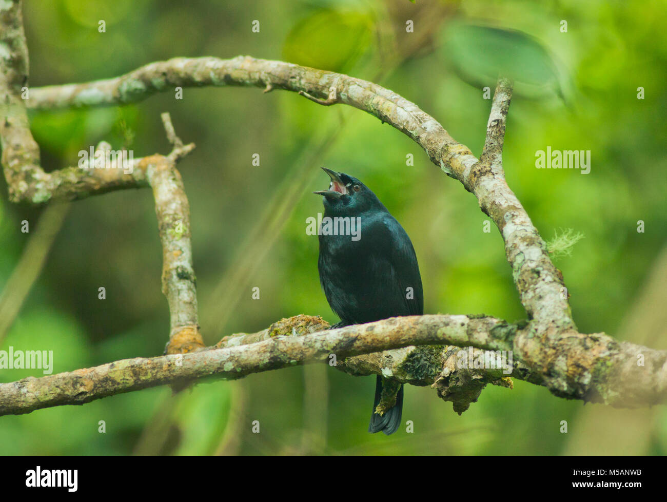 Il giamaicano Blackbird (Nesopsar nigerrimus) in via di estinzione, endemica in Giamaica, selvatici, blu e John Crow Mountains National Park Foto Stock