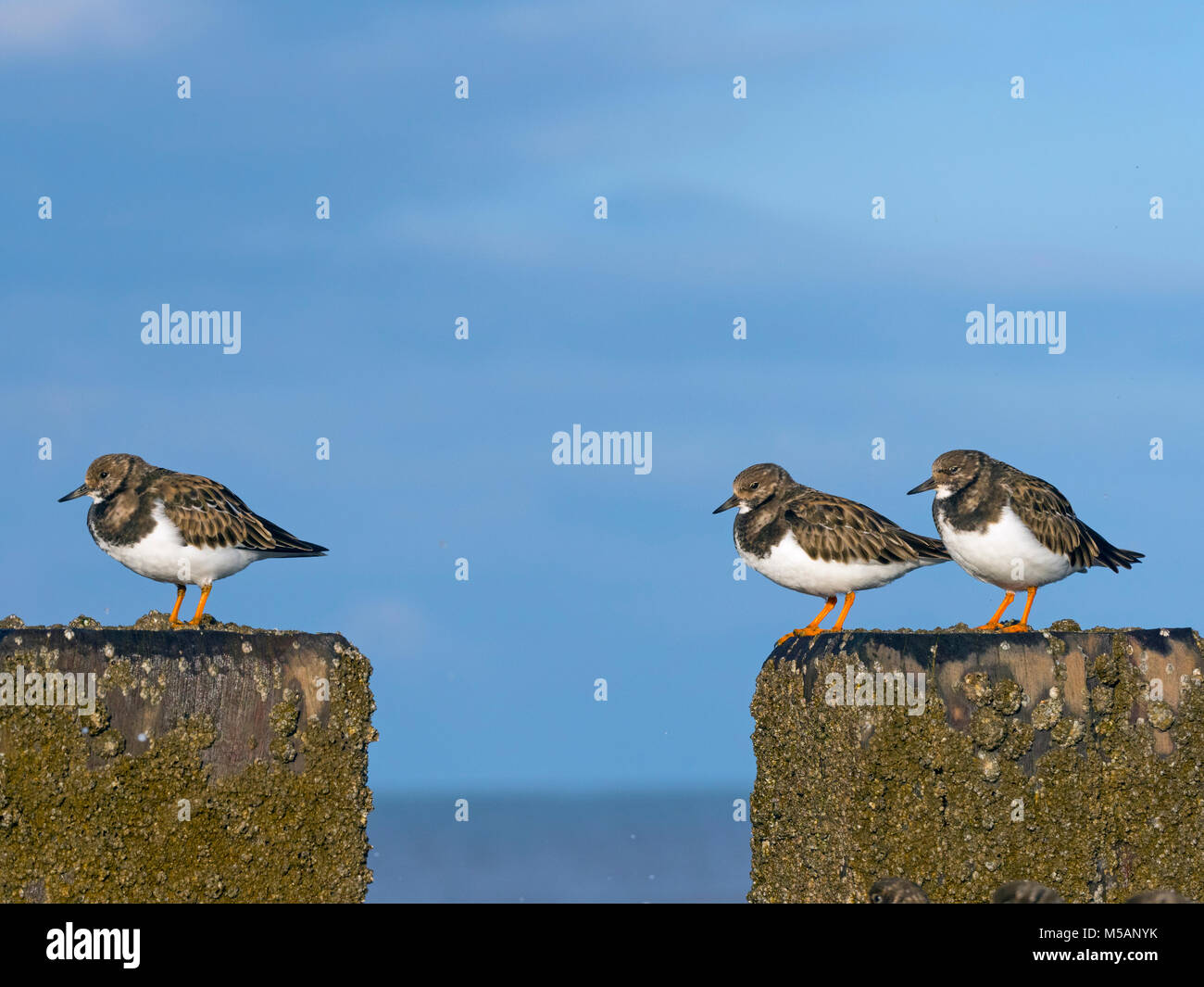 Turnstones Arenaria interpres poggiante sulla struttura di frangionde con alta marea Norfolk; Foto Stock