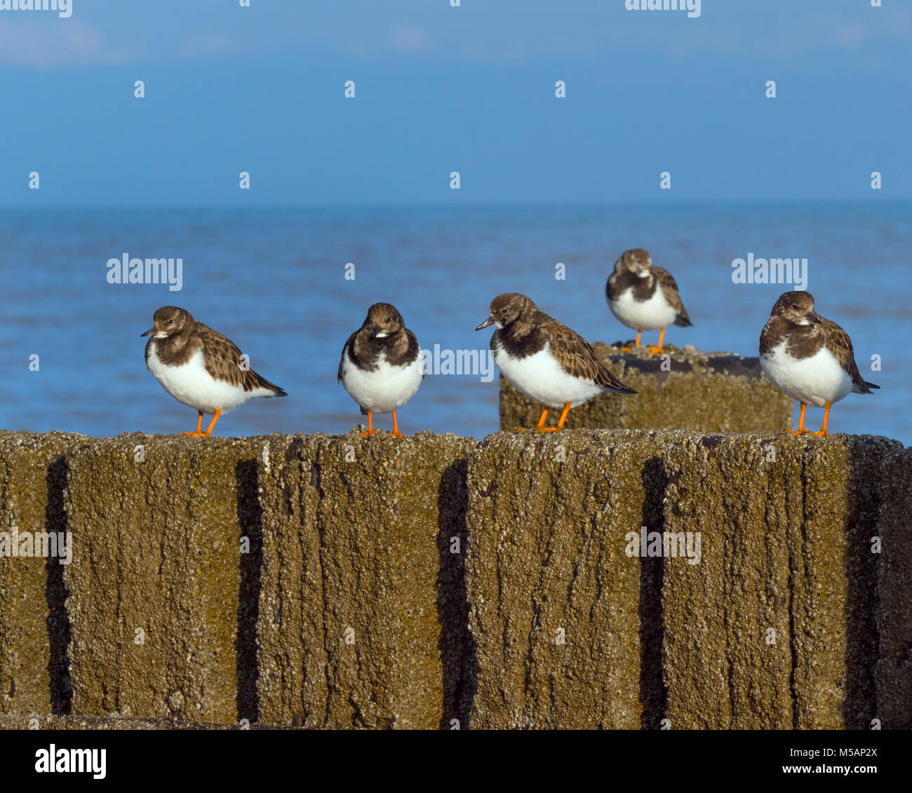 Turnstones Arenaria interpres poggiante sulla struttura di frangionde con alta marea Norfolk; Foto Stock