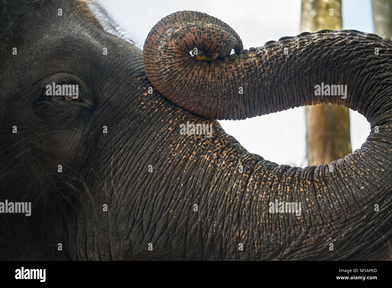 Tronco e volto di elefante asiatico Foto Stock