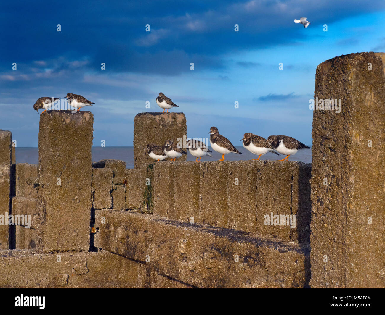 Turnstones Arenaria interpres poggiante sulla struttura di frangionde con alta marea Norfolk; Foto Stock