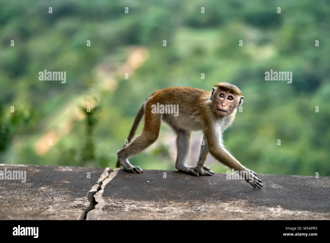 Macaca monkey all'aperto Foto Stock