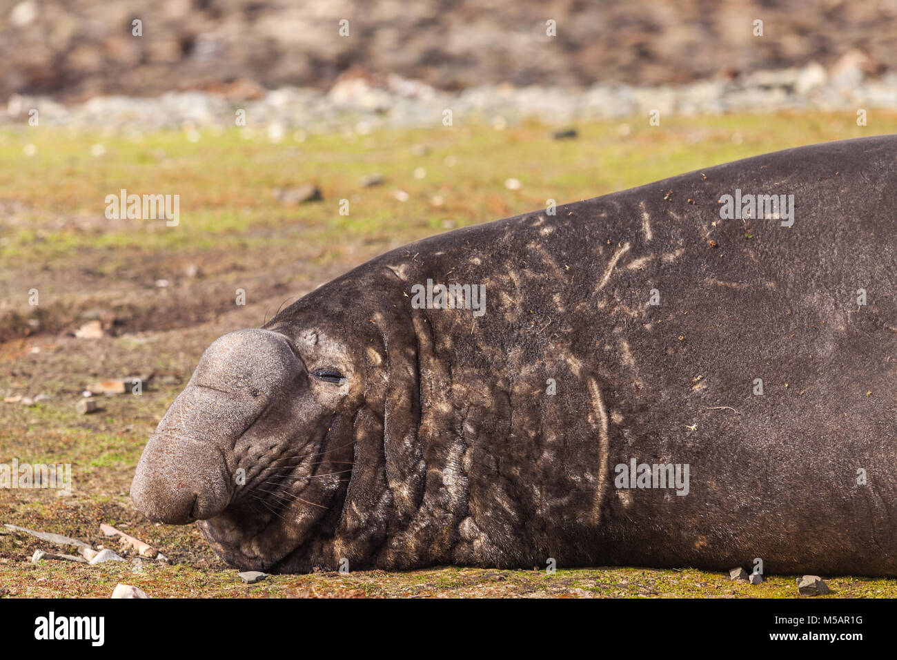 Maschio (Bull) guarnizione di elefante rilassante sulla spiaggia nelle isole Falkland Foto Stock