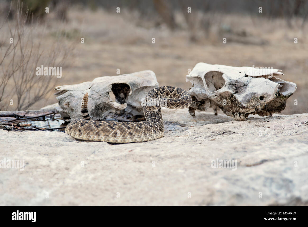 Western Diamondback Rattlesnake in stridente pongono nel sud-ovest, America Foto Stock