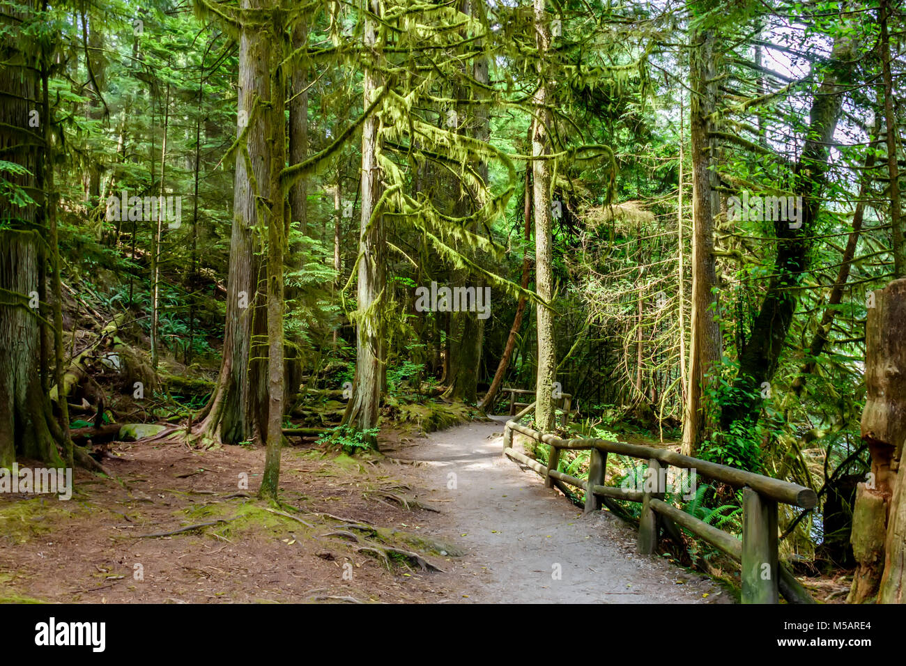 Un percorso di terracotta con una staccionata in legno percorso in una fitta foresta, con alti alberi verdi e le grandi radici in una limpida giornata estiva Foto Stock