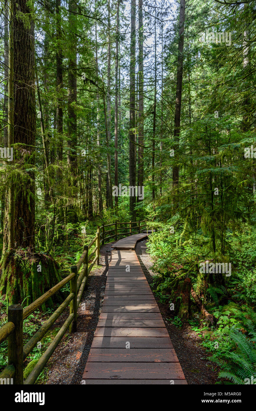 Pavimenti in legno, un percorso in una fitta foresta, con alti e verdi alberi in una limpida giornata estiva Foto Stock