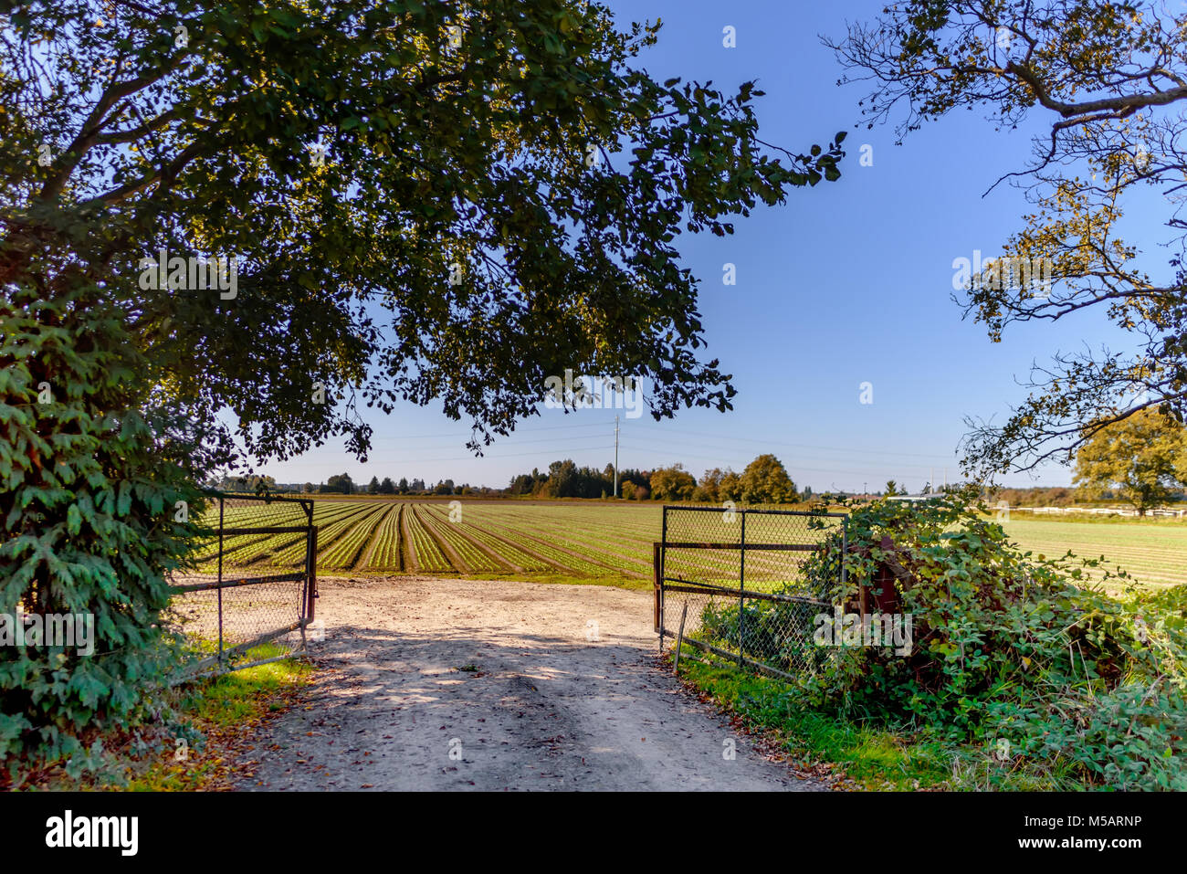 Su strada e il cancello aperto ad un agricoltore del campo verde con le patch e le foreste in background Foto Stock