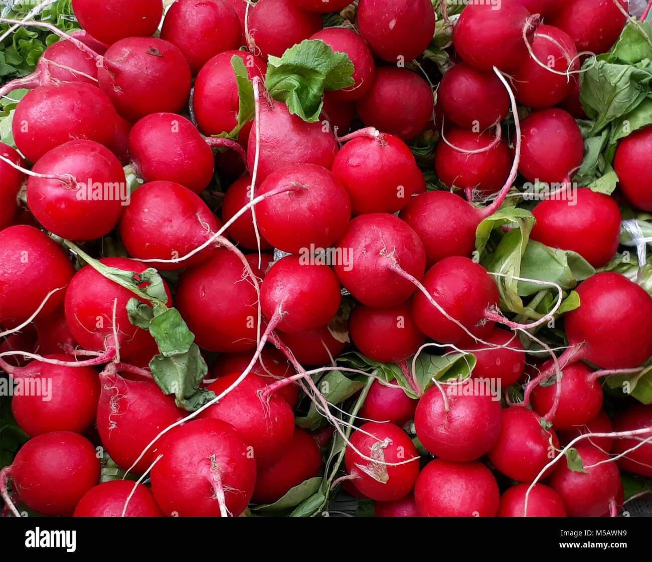 I grappoli di fresco di ravanello rosso sul contatore al mercato Foto Stock