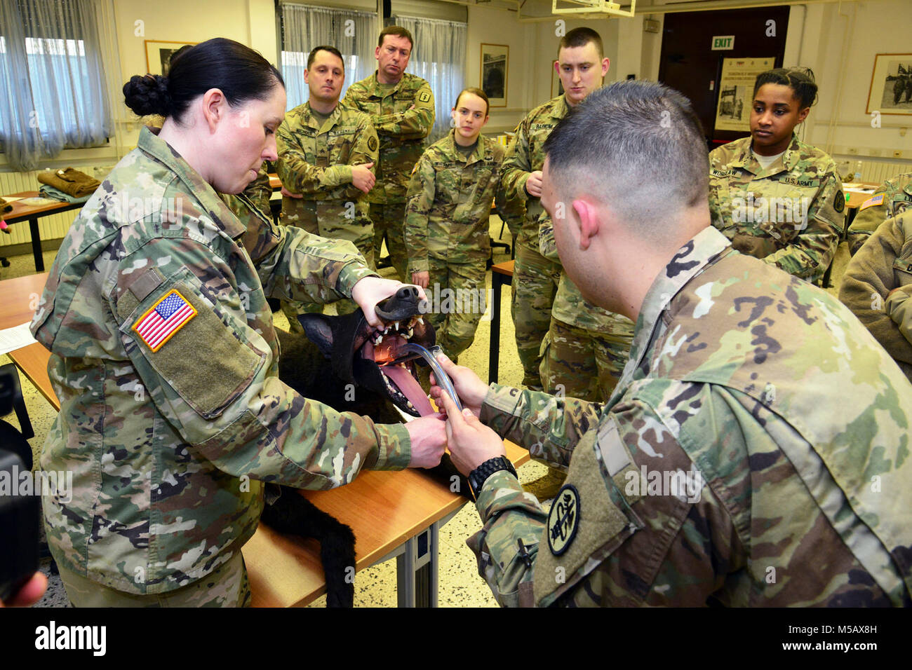 Stati Uniti Army Sgt. Manuel Ivan Cervantes, animal care NCO, USARMY MEDCOM PH-E (a destra) e Sgt. Holly J. Schmidt assegnato 64th Medical distacco (USS) Baumholder Germania (sinistra) , utilizzare Hero' il manichino di addestramento del cane, per dimostrare come intubate correttamente un paziente che subisce l'anestesia generale durante il corso di formazione di sanità pubblica in Italia attività di cura degli animali specialisti presso caserma Plutone, Longare, Vicenza, 12 febbraio 2018. Una volta che l'animale è intubato il loro cuore e la frequenza respiratoria, l'ossigenazione del sangue tasso e i livelli di anidride carbonica sono monitorati per verificare che non siano eccessivamente sedati durante sur Foto Stock