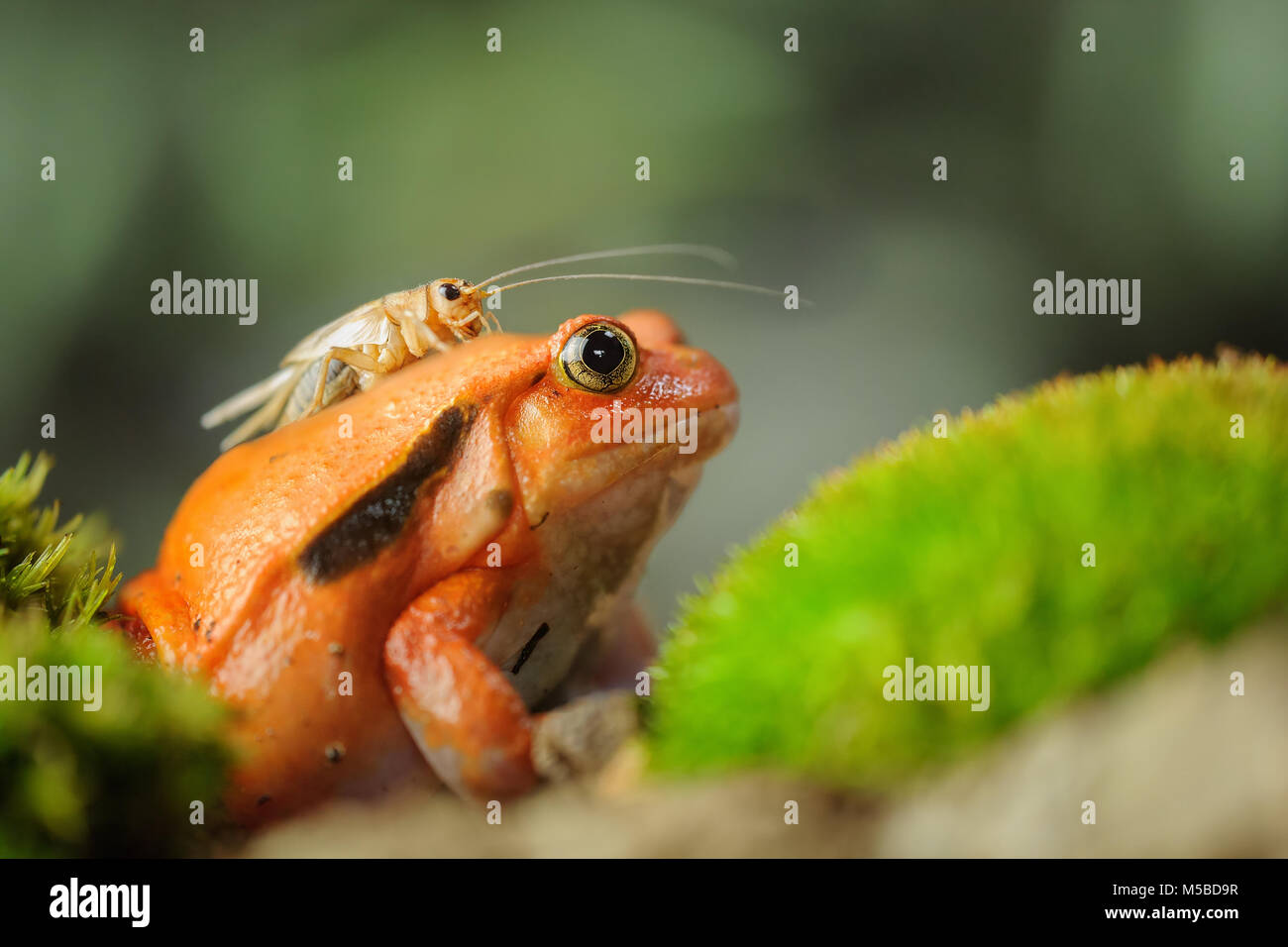 Madagascar rana pomodorro con casa cricket Foto Stock