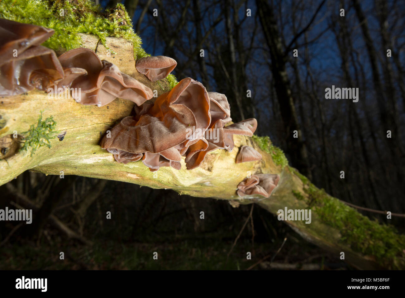 Commestibile orecchio legno funghi, Auricularia padiglione auricolare-judae, che cresce su un anziano caduto albero in boschi nel Dorset England Regno Unito GB Foto Stock