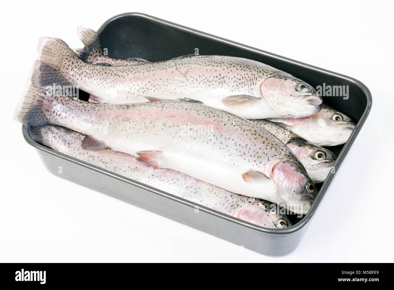 La trota arcobaleno catturati di Pesca a Mosca Report di Pesca su un serbatoio nel Dorset England Regno Unito GB. Fotografato su uno sfondo bianco. Foto Stock