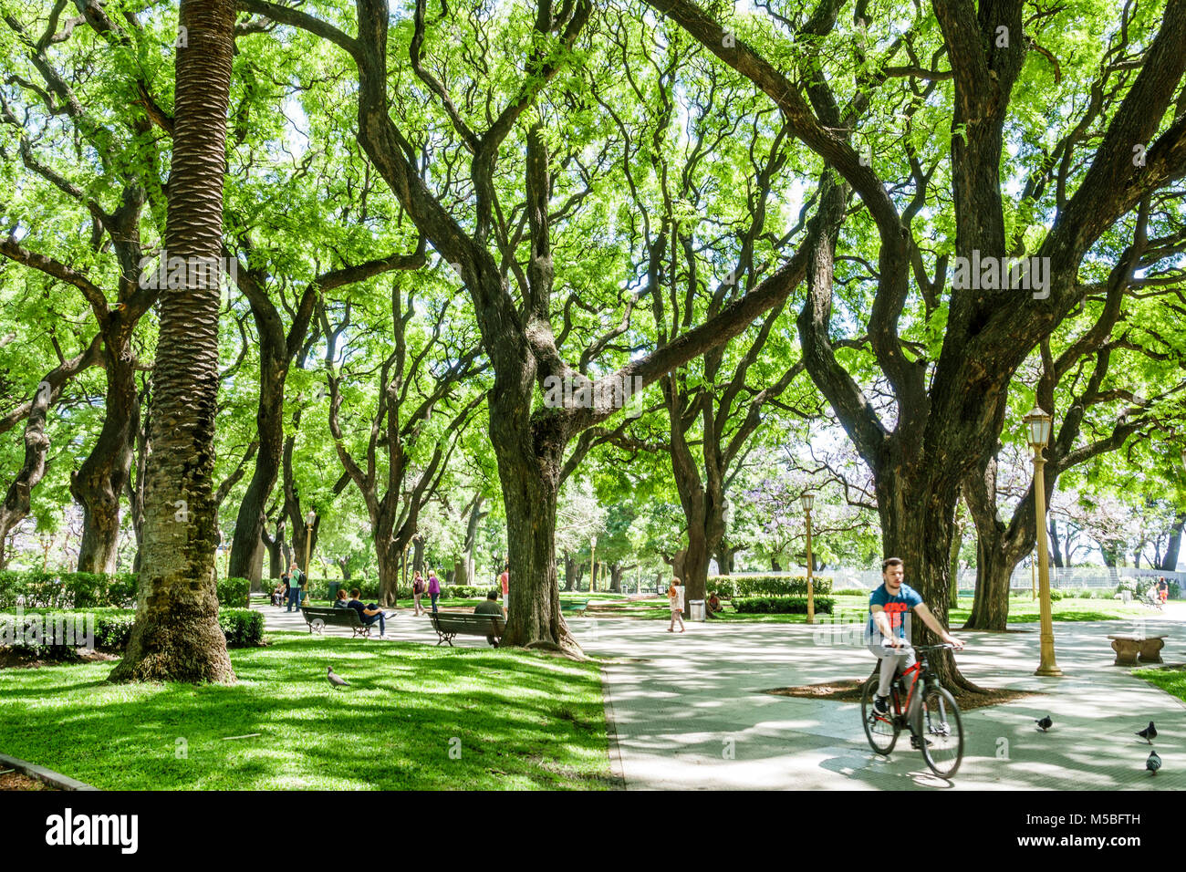 Buenos Aires Argentina, Plaza San Martin, parco, spazio verde, alberi, rami, panca, ombra, uomo uomini maschio, bicicletta bicicletta equitazione bicicletta rider Foto Stock