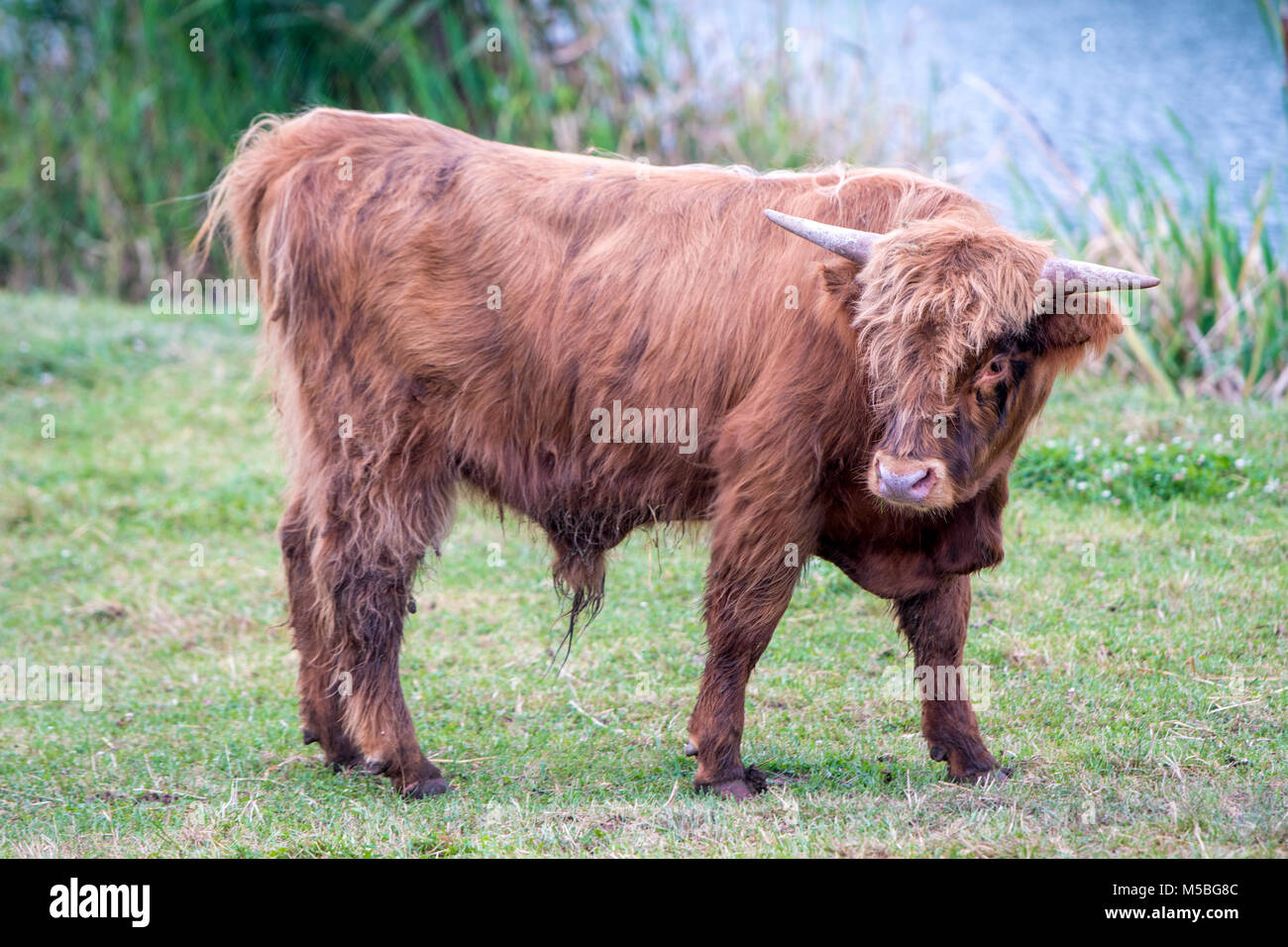 Scottish Highland bull nella contea di Mercer PA. Foto Stock