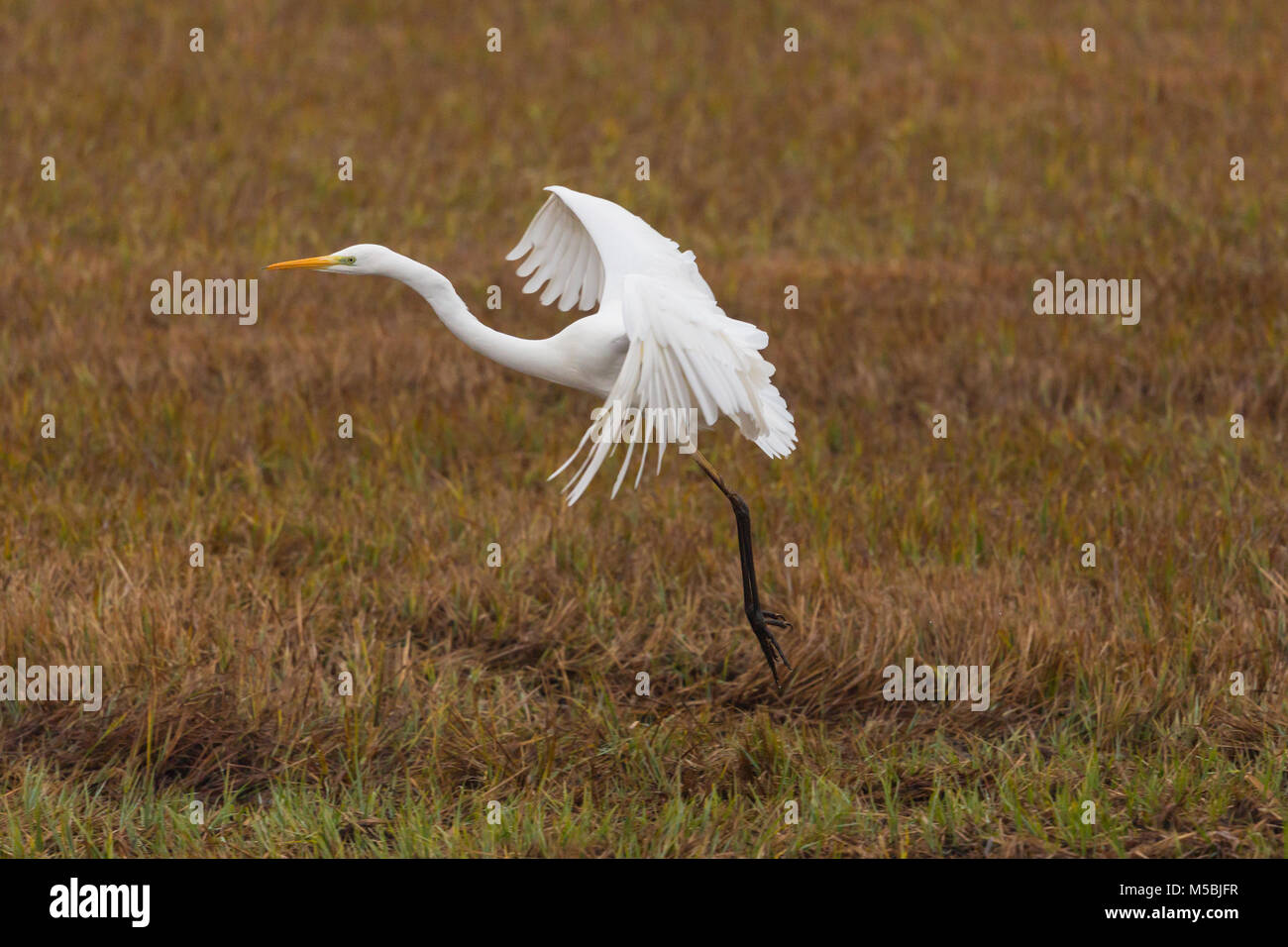Ritratto naturale bianco grande garzetta (Egretta alba) in canna, diffondere le ali Foto Stock