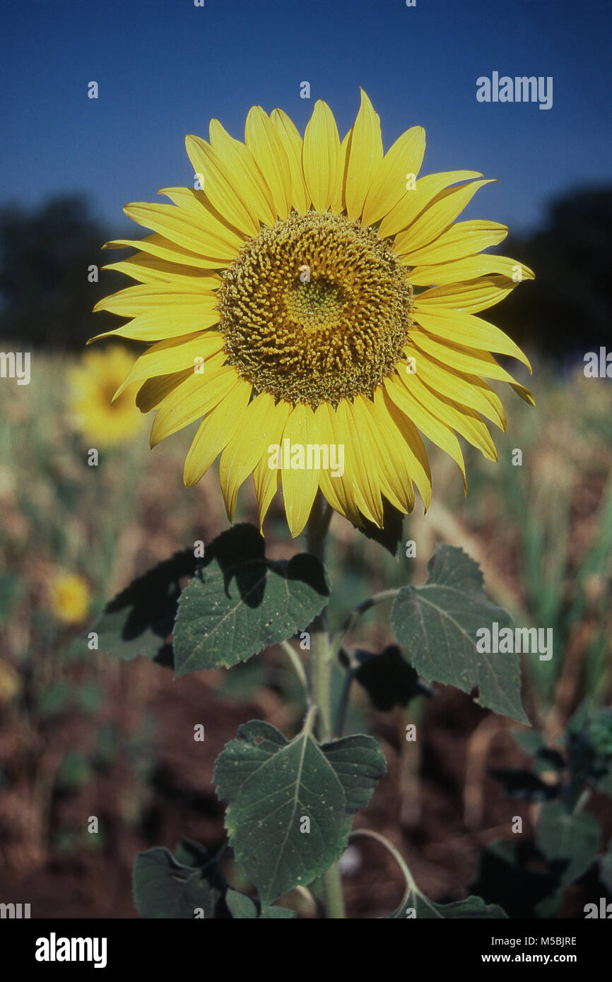 Close up di impianto di semi di girasole a Solapur, Maharashtra, India Foto Stock