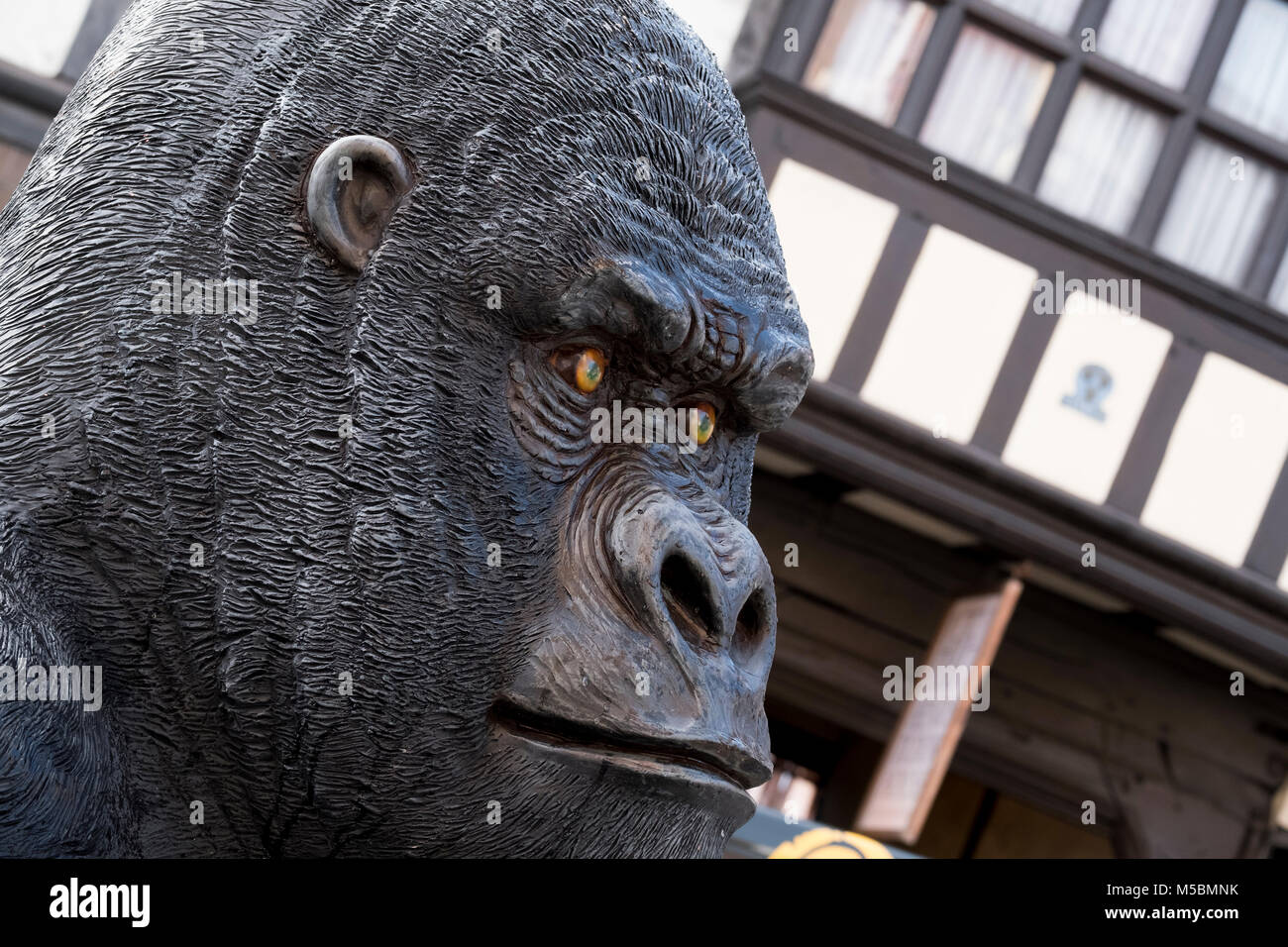 Una vita dimensioni gorilla in vetroresina su Wyle Cop, Shrewsbury, durante un festival che celebra la città di collegamenti con Charles Darwin. Foto Stock