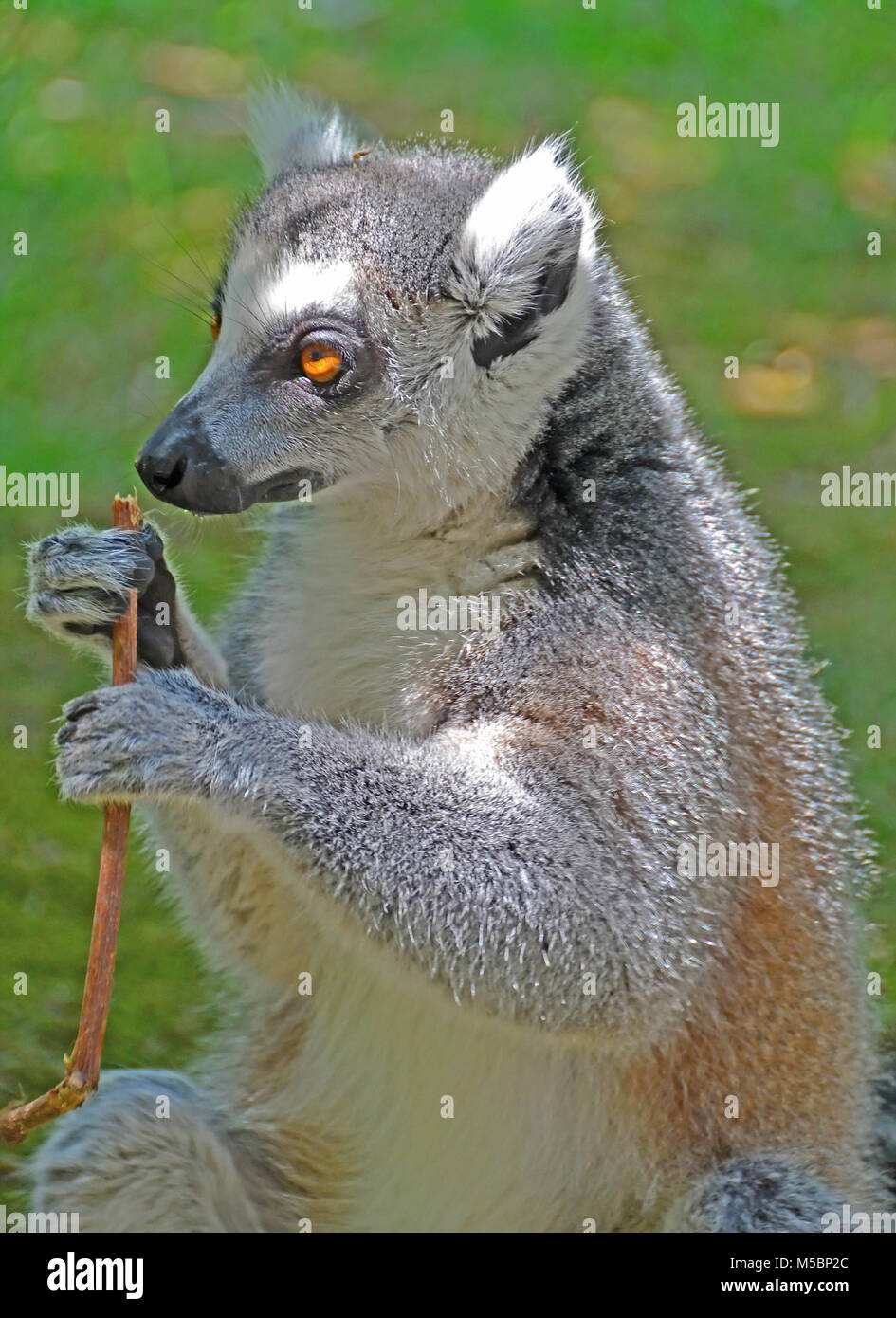 Un lemure Ring-Tailed detiene un bastone in esso le mani, grazie alle sue contrapposte pollice Foto Stock