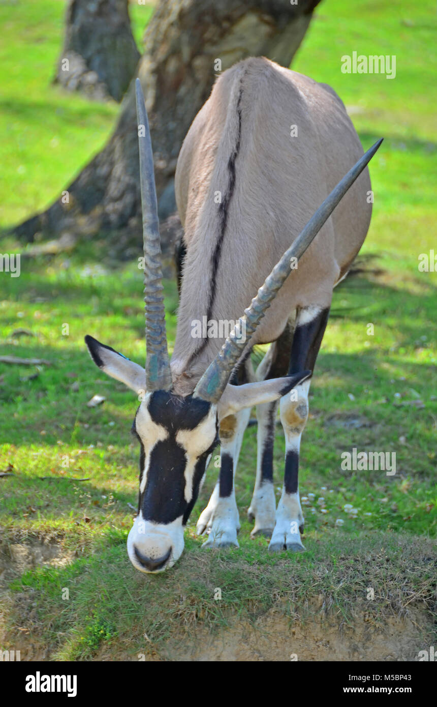 Il lungo le corna di African Oryx, una specie di antilope Foto Stock
