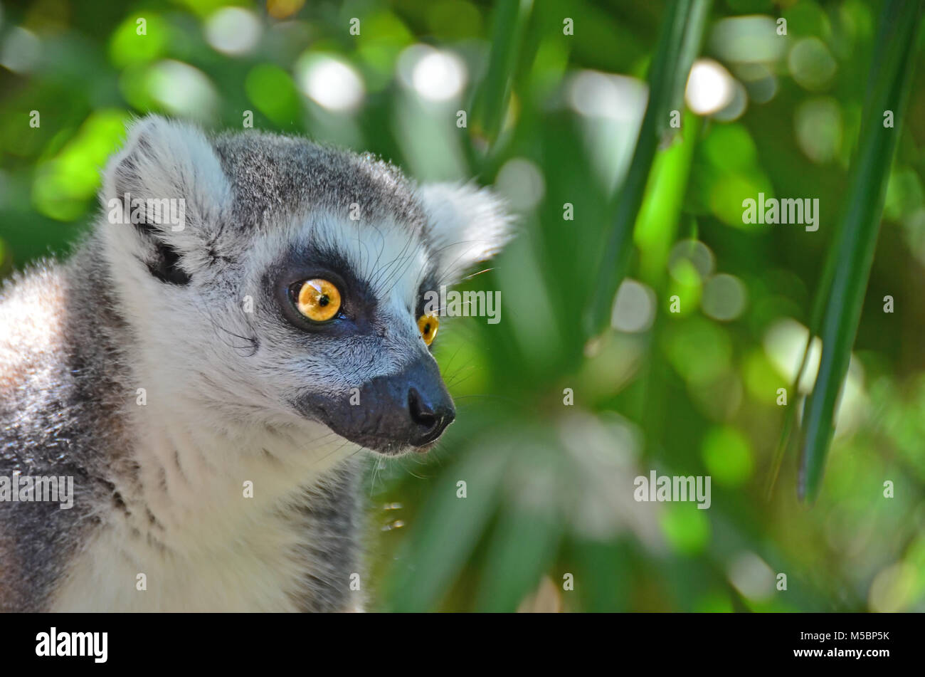 Dettaglio dell'espressione intelligente di un anello-tailed lemur Foto Stock