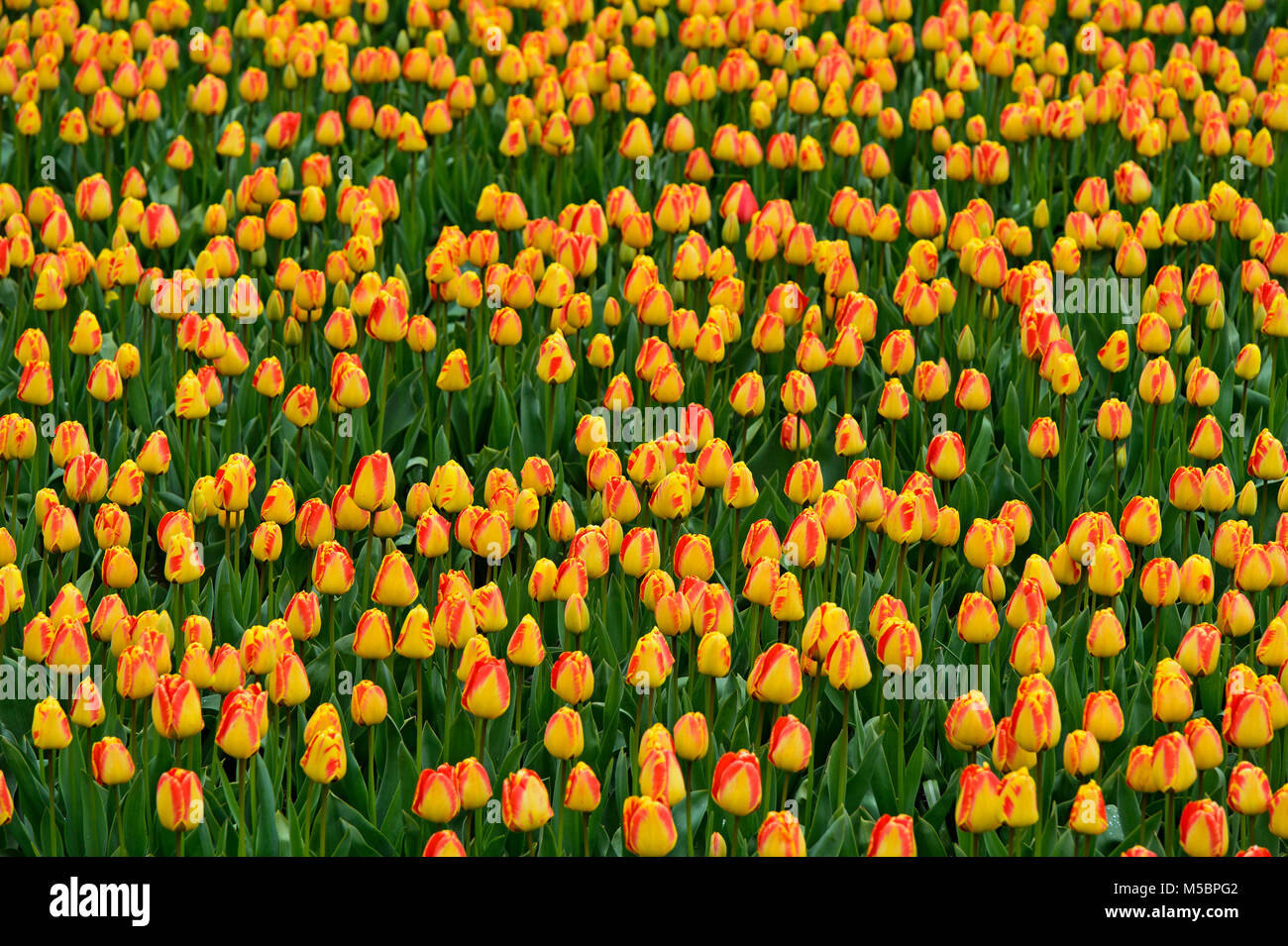 Campo di Tulip fiori per la produzione di bulbi di tulipani, Bollenstreek, Paesi Bassi Foto Stock