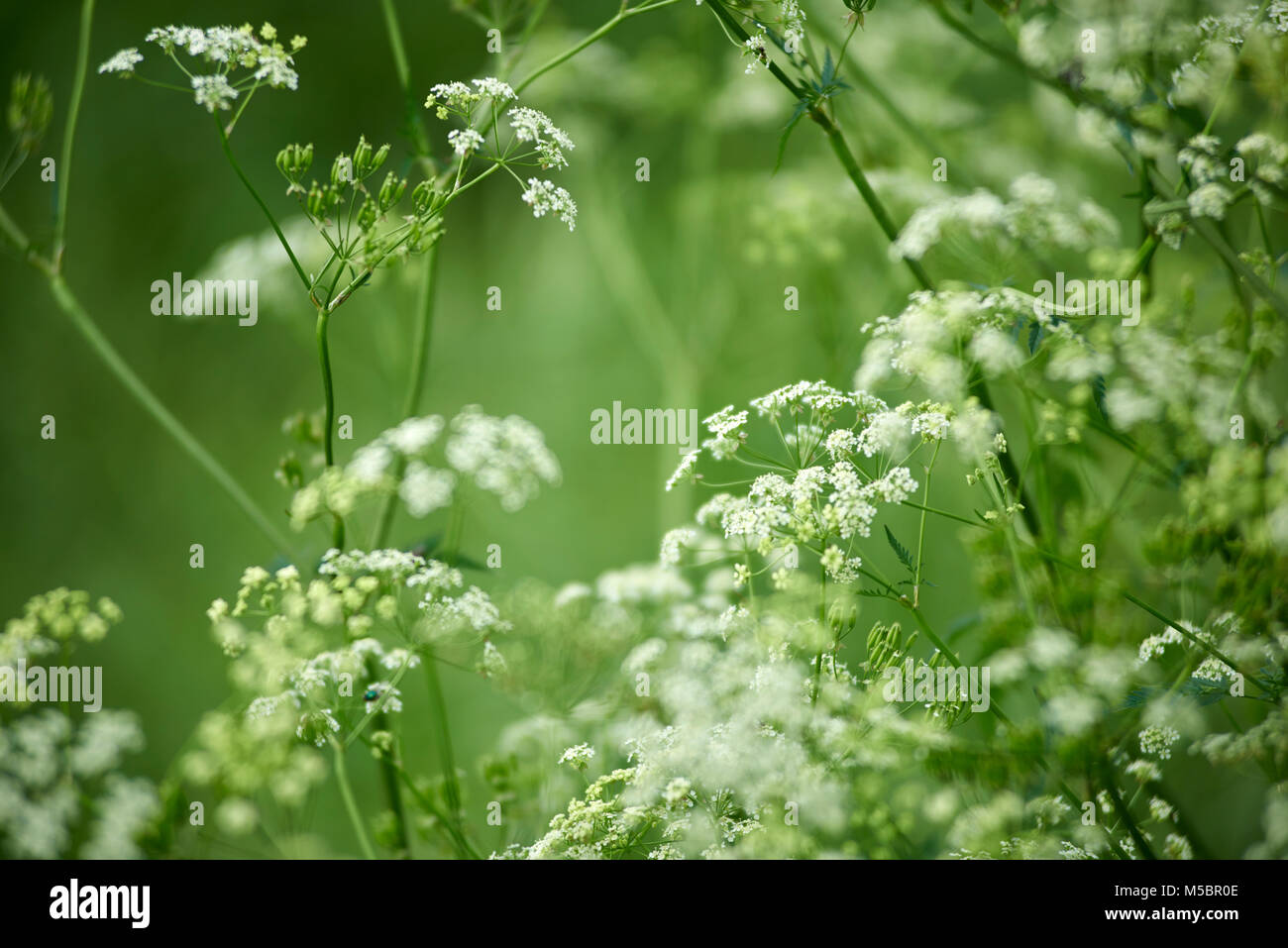 Weisse Blüten Foto Stock