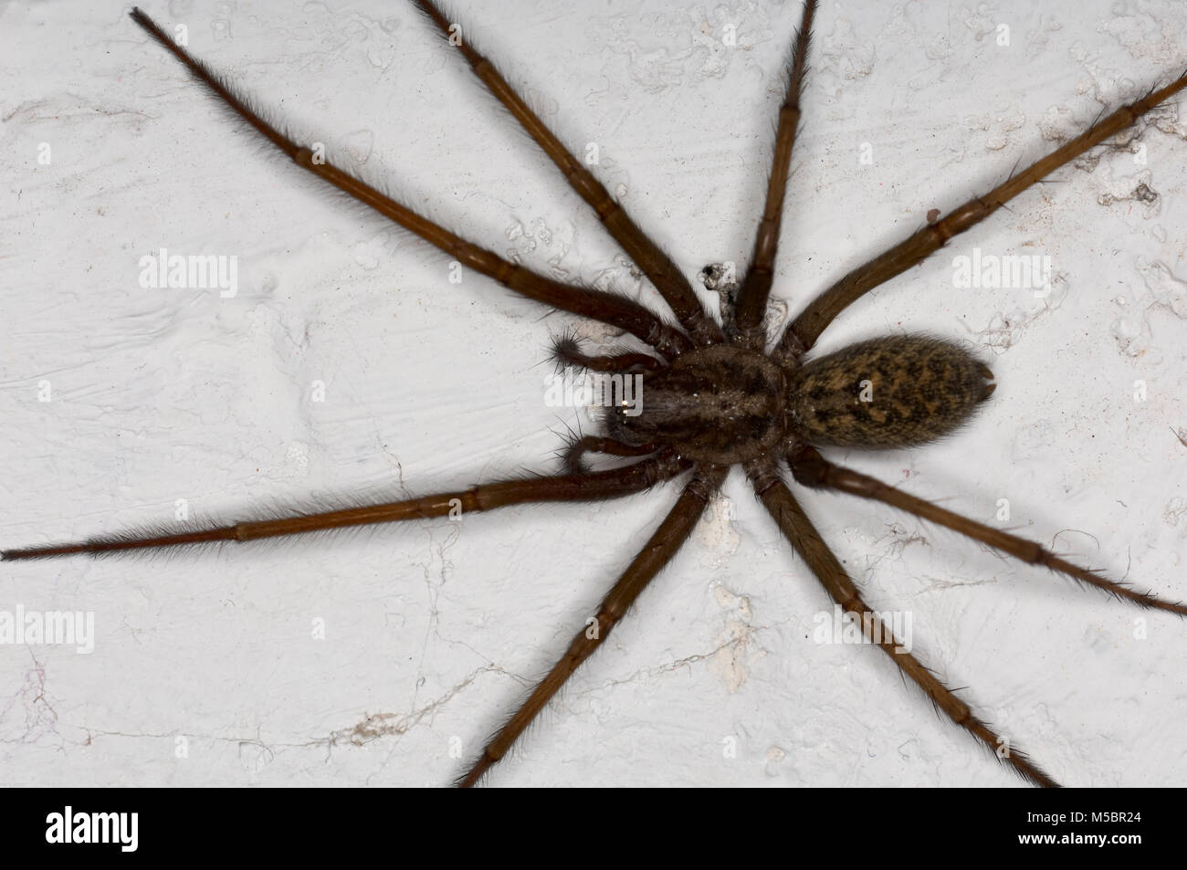 Spinne un Kellerwand Foto Stock