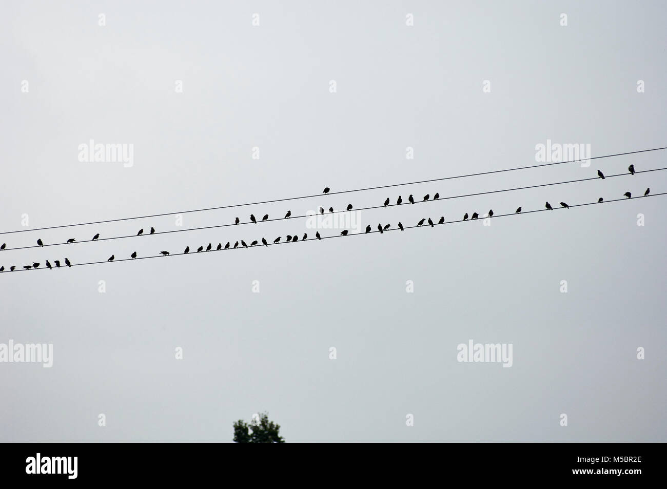 Vögel auf der Stromleitung Foto Stock