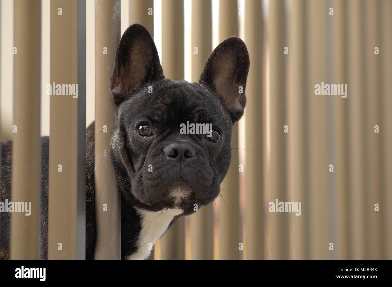 Französische Bulldogge Foto Stock