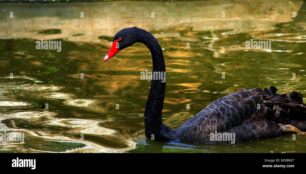 Wild Life fotografia Foto Stock