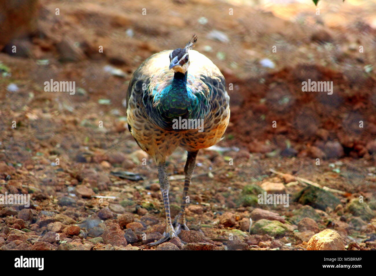 Wild Life fotografia Foto Stock