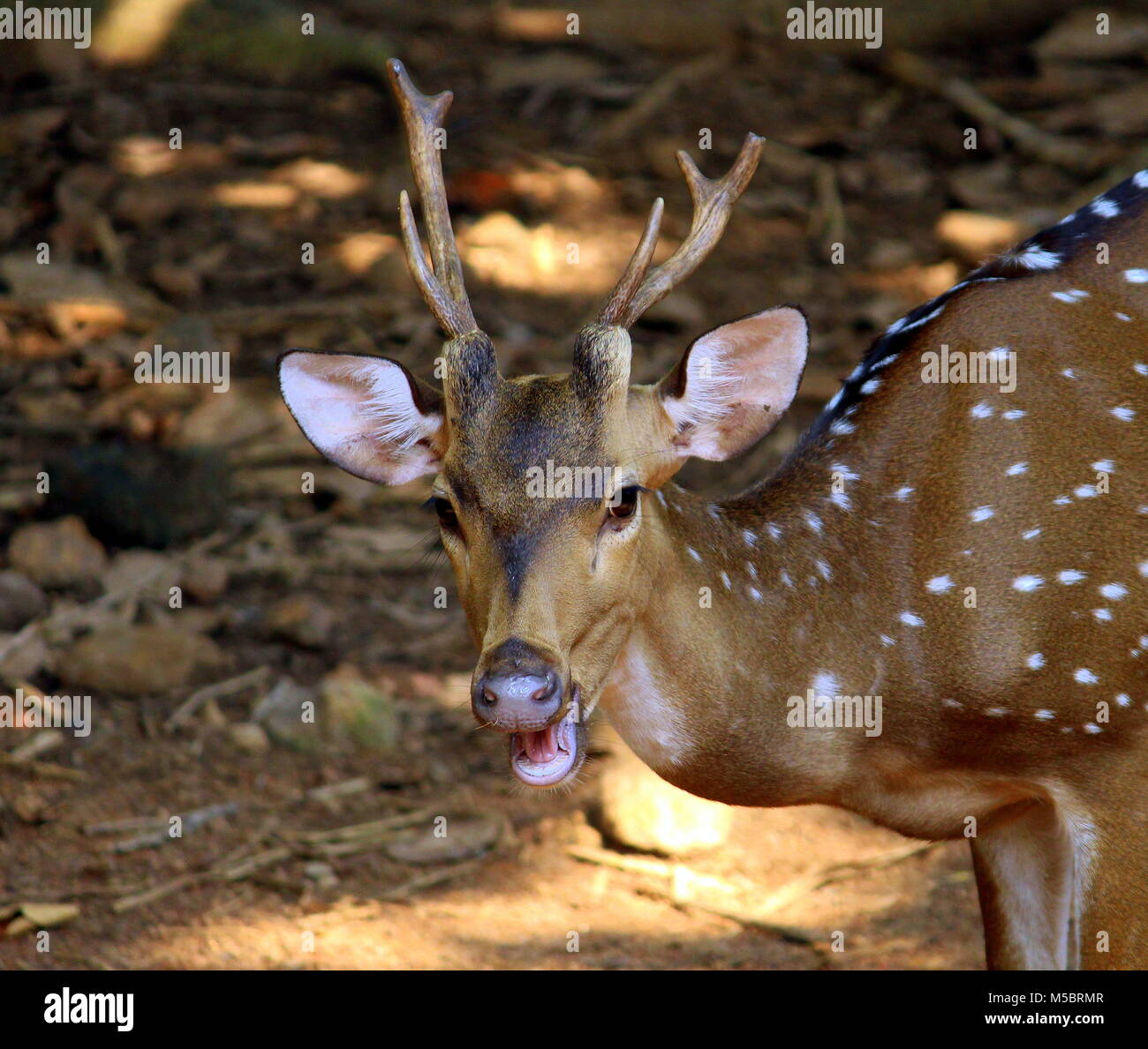 Wild Life fotografia Foto Stock