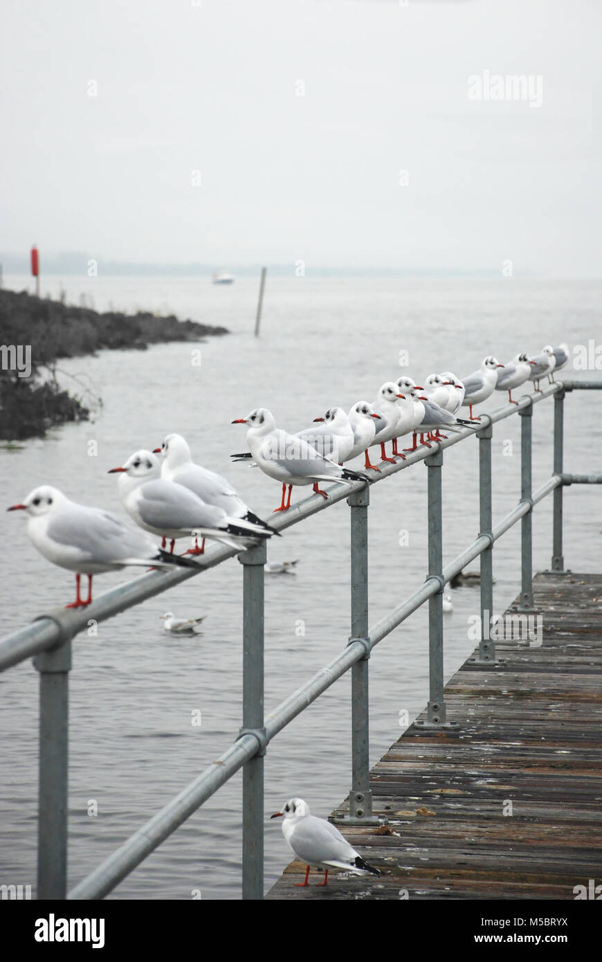 A testa nera gabbiani (Larus ridibundus) in inverno piumaggio permanente sulla ringhiera vicino al Lough Neagh Irlanda del Nord, Regno Unito Foto Stock