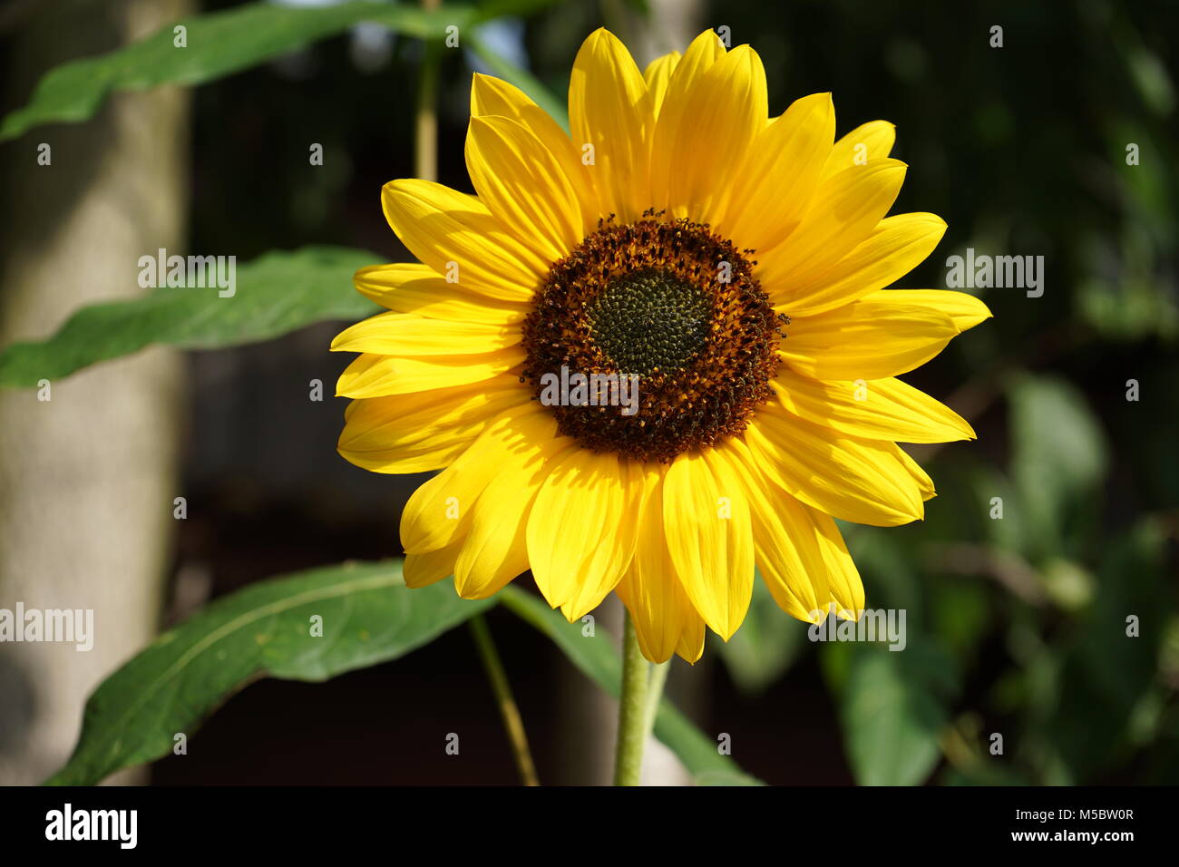 Girasole Foto Stock