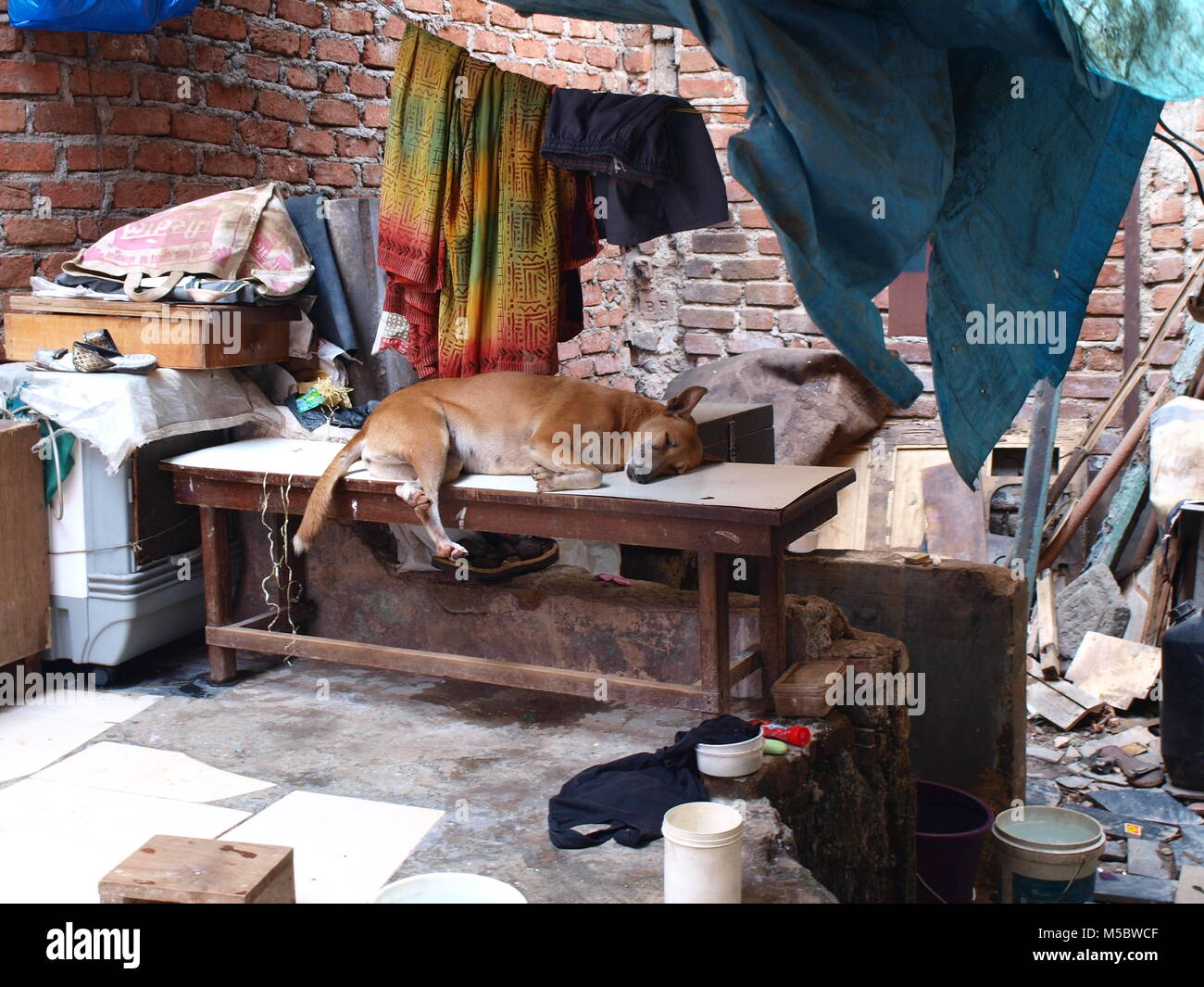 Cane in appoggio nelle baraccopoli, Mumbai Foto Stock