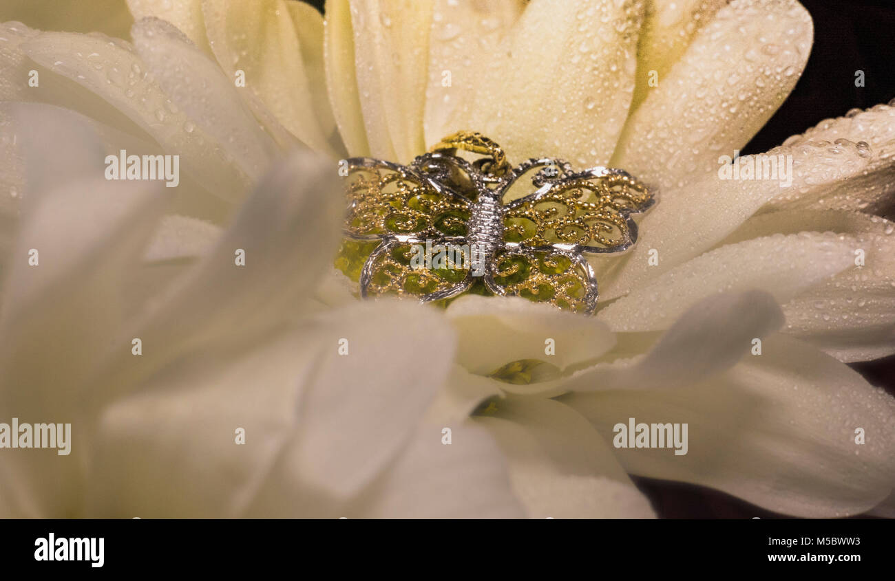 Oro farfalla sul fiore bianco Foto Stock