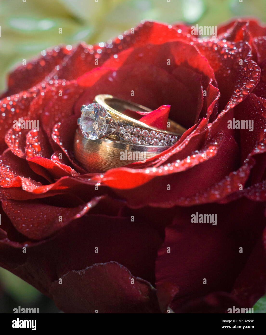 Gli anelli di nozze su red rose Foto Stock