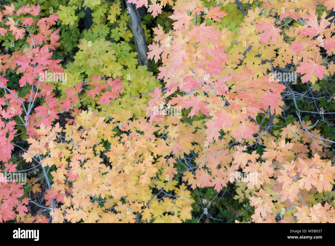 Belli e colorati di foglie di autunno Foto Stock