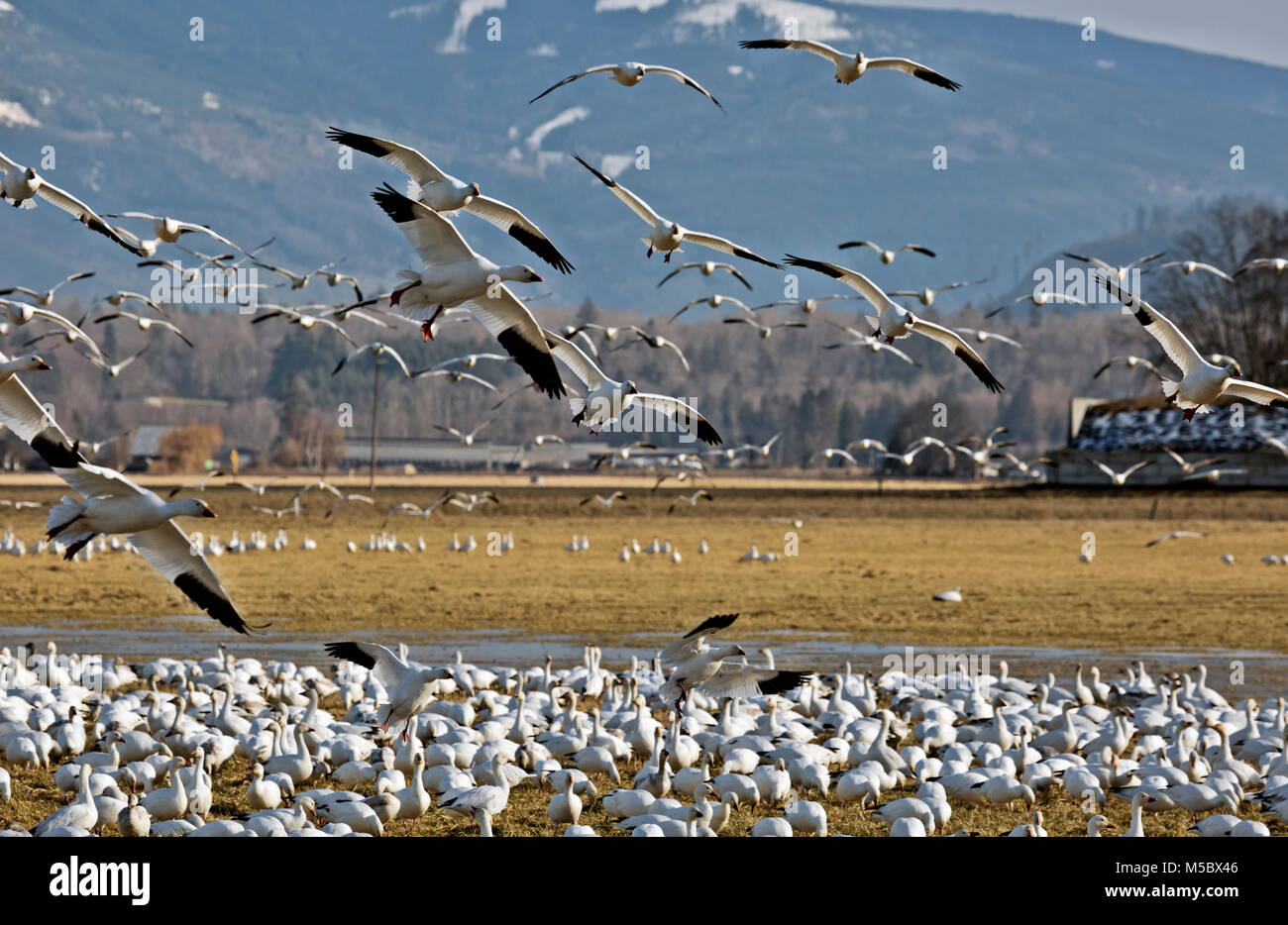 WA13557-00...WASHINGTON - le oche delle nevi di pascolare su un campo mentre altri sono battenti in altra parte del campo nei pressi di Edison sul Skagit River Delta. Foto Stock