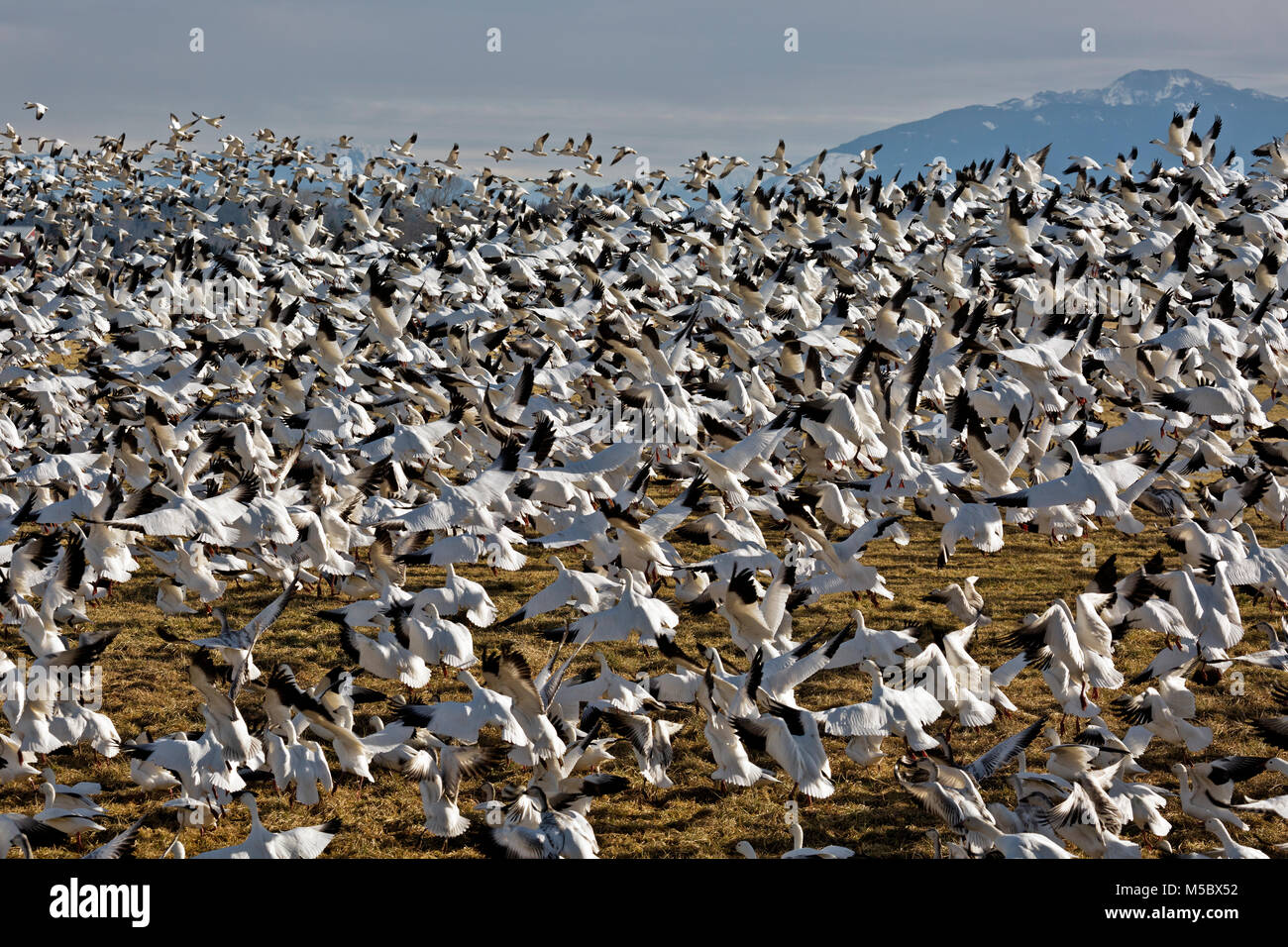 WA13566-00...WASHINGTON - Centinaia le oche delle nevi tenuto all'aria tutti in una volta quando un aquila calva vola sopra il campo dove sono state alimentando nei pressi di Edison Foto Stock