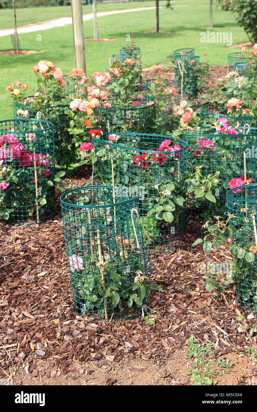 La protezione di piante di rose utilizzando filo rigido gabbia per proteggere le piante da essere mangiato da conigli Foto Stock